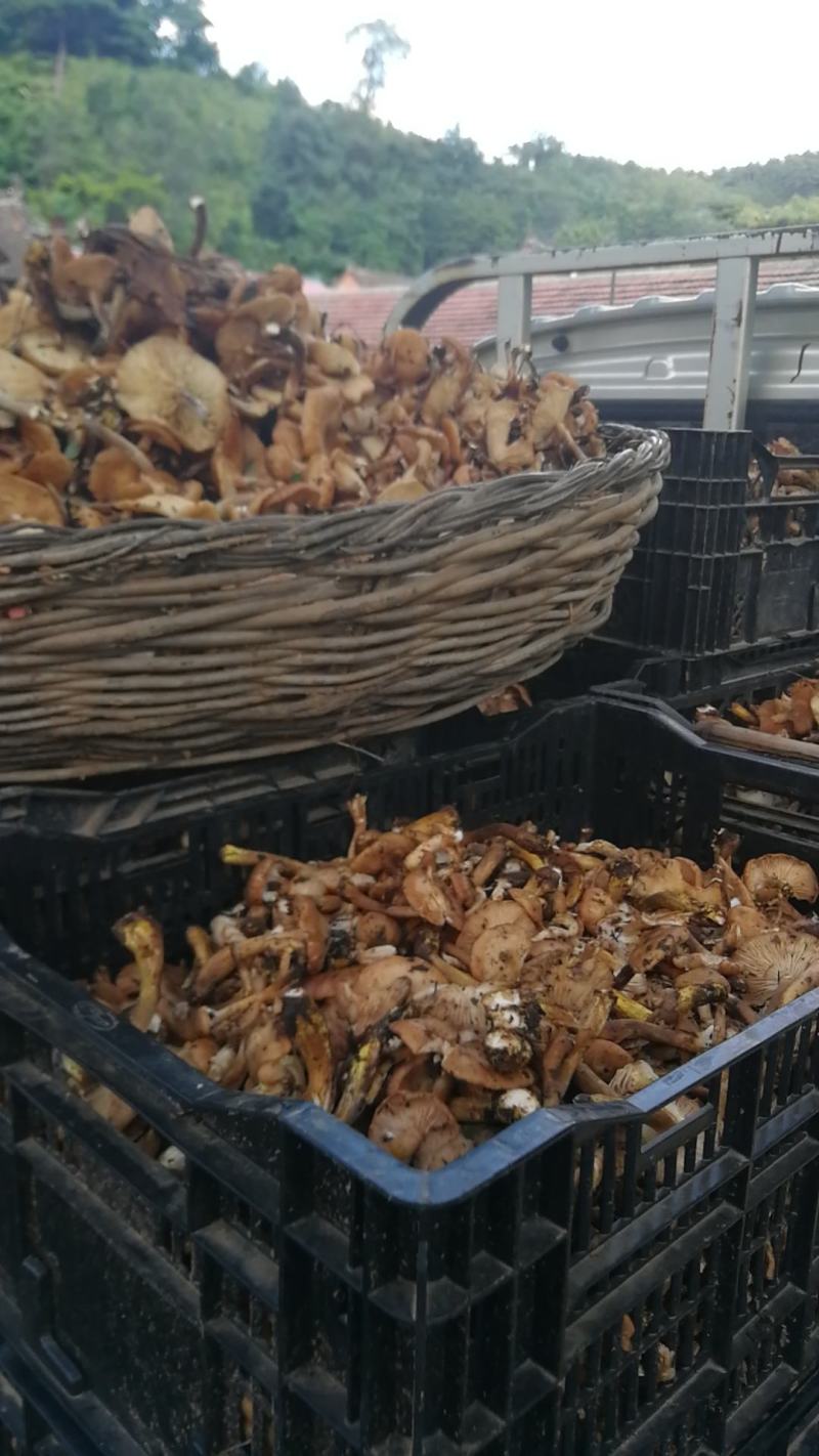 东北野生臻蘑.产地源于辽西主产区去根无虫子