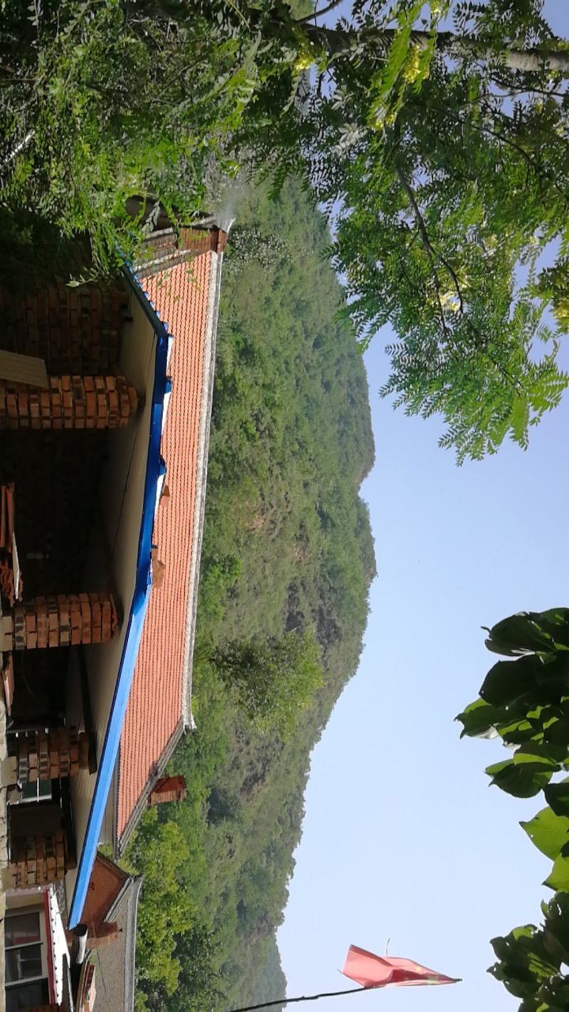 东北野生臻蘑.产地源于辽西主产区去根无虫子