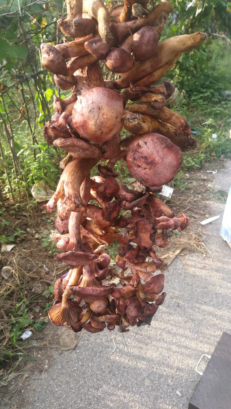 东北野生臻蘑.产地源于辽西主产区去根无虫子