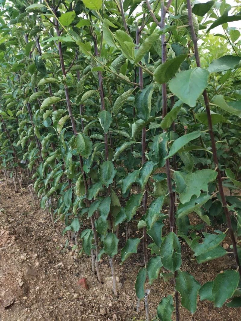 烟富3烟富8烟富10苹果苗品种保证死苗免费补发