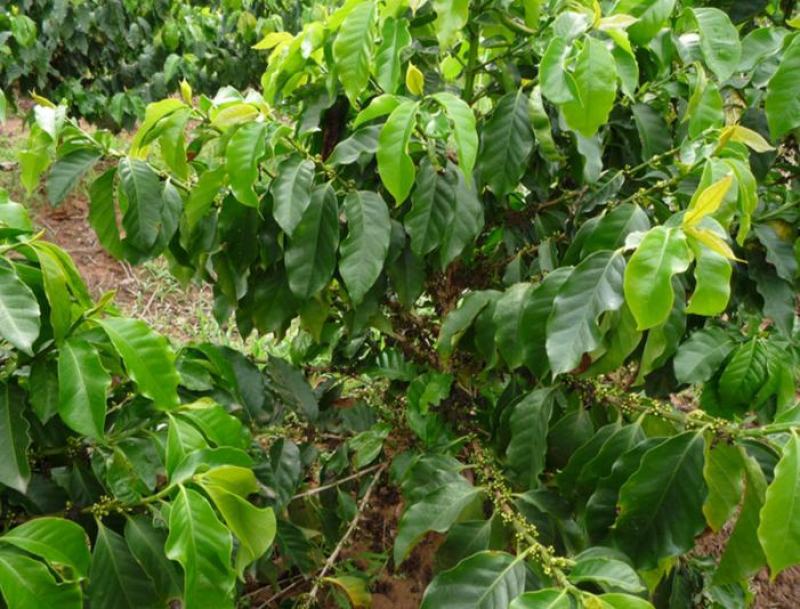 咖啡豆种子优质咖啡豆种子阳台庭院种植咖啡树种子咖啡树