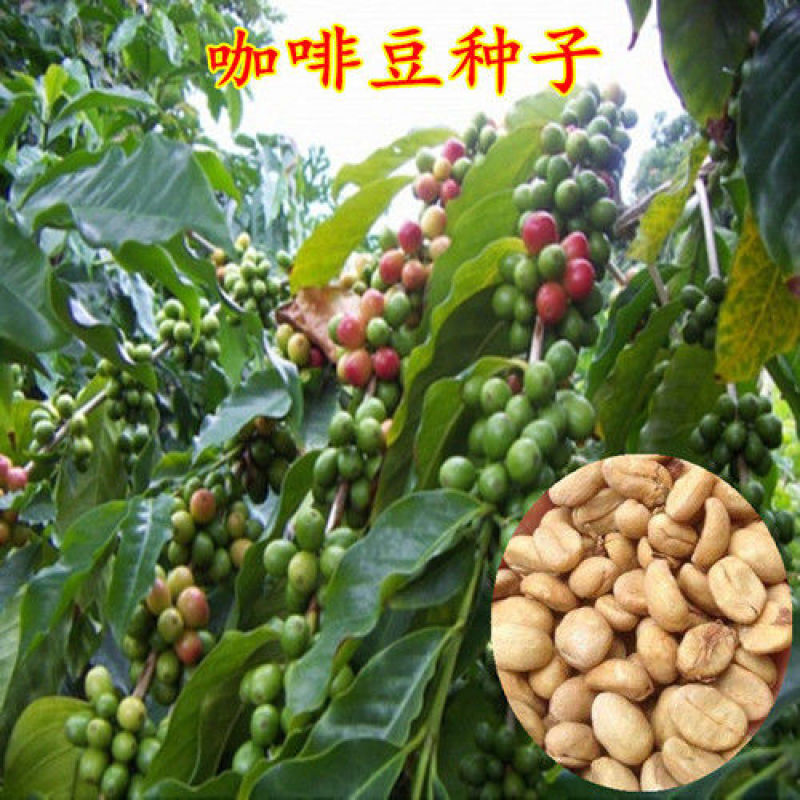 咖啡豆种子优质咖啡豆种子阳台庭院种植咖啡树种子咖啡树