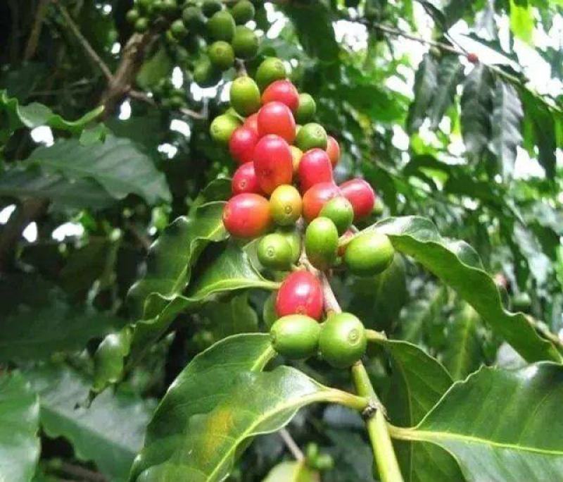 咖啡豆种子优质咖啡豆种子阳台庭院种植咖啡树种子咖啡树