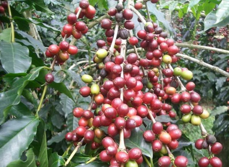 咖啡豆种子优质咖啡豆种子阳台庭院种植咖啡树种子咖啡树