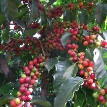 咖啡豆种子优质咖啡豆种子阳台庭院种植咖啡树种子咖啡树
