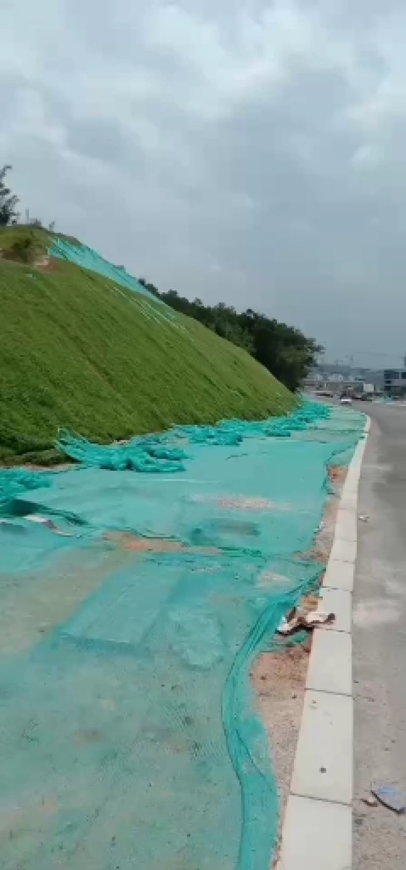 绿化苗木，边坡绿化，，，矿山复绿，各种草皮，草块，，，，