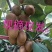 眉县富硒徐香猕猴桃26号开园销售，果农直邮，现摘现发……