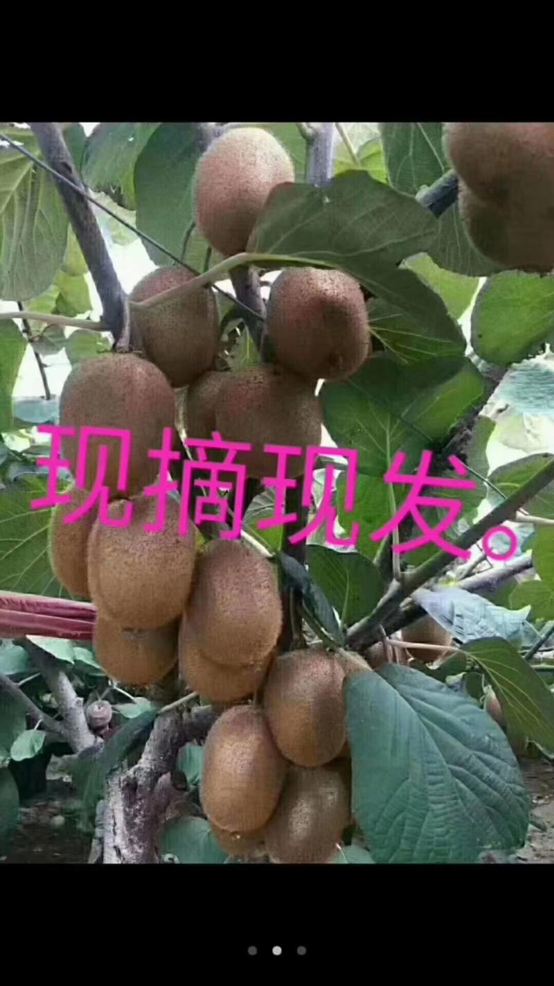 眉县富硒徐香猕猴桃26号开园销售，果农直邮，现摘现发……