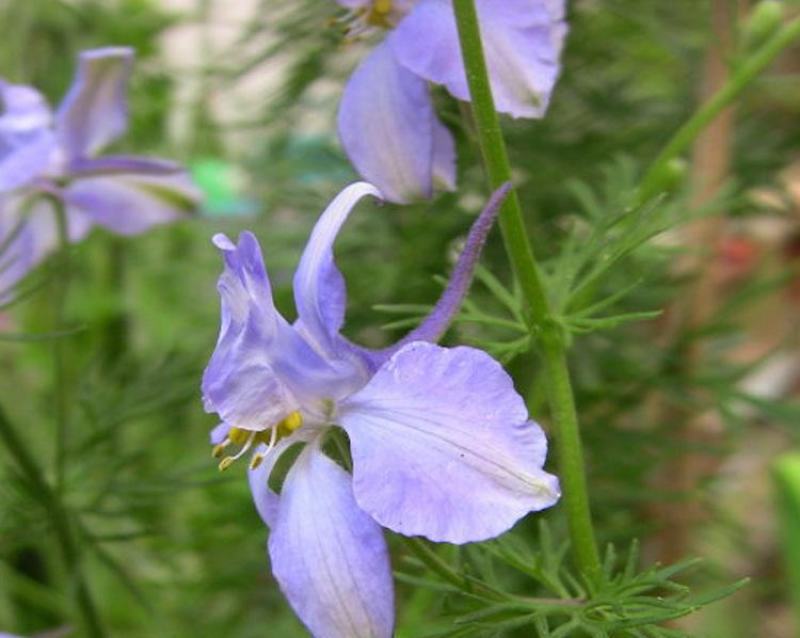 千鸟草种子小花飞燕草花种子籽耐寒庭院野花阳台盆栽四季