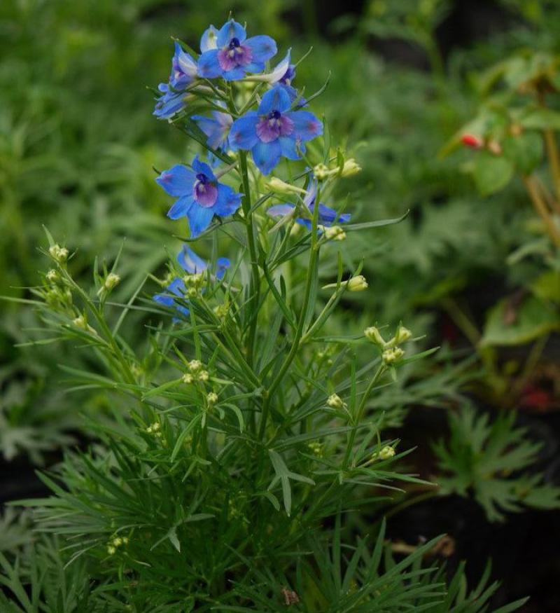 千鸟草种子小花飞燕草花种子籽耐寒庭院野花阳台盆栽四季