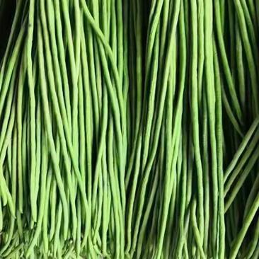 长豆角，云南高原原产地特色蔬菜，欢迎全国各地老板到地考察