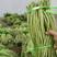 长豆角，云南高原原产地特色蔬菜，欢迎全国各地老板到地考察