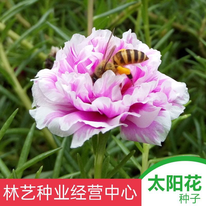 太阳花种子