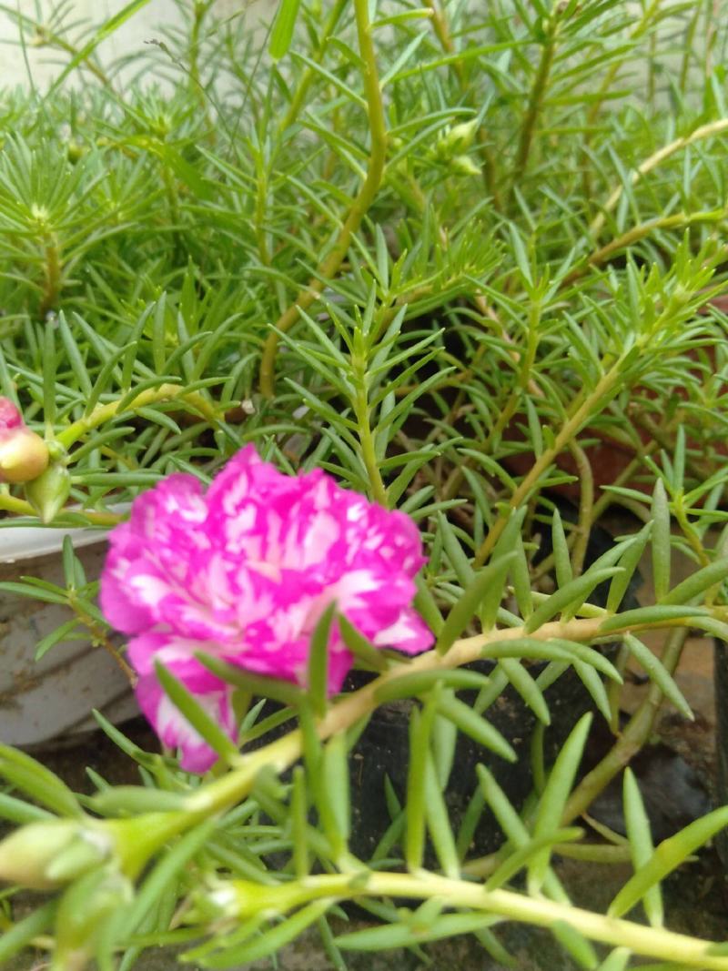 太阳花种子