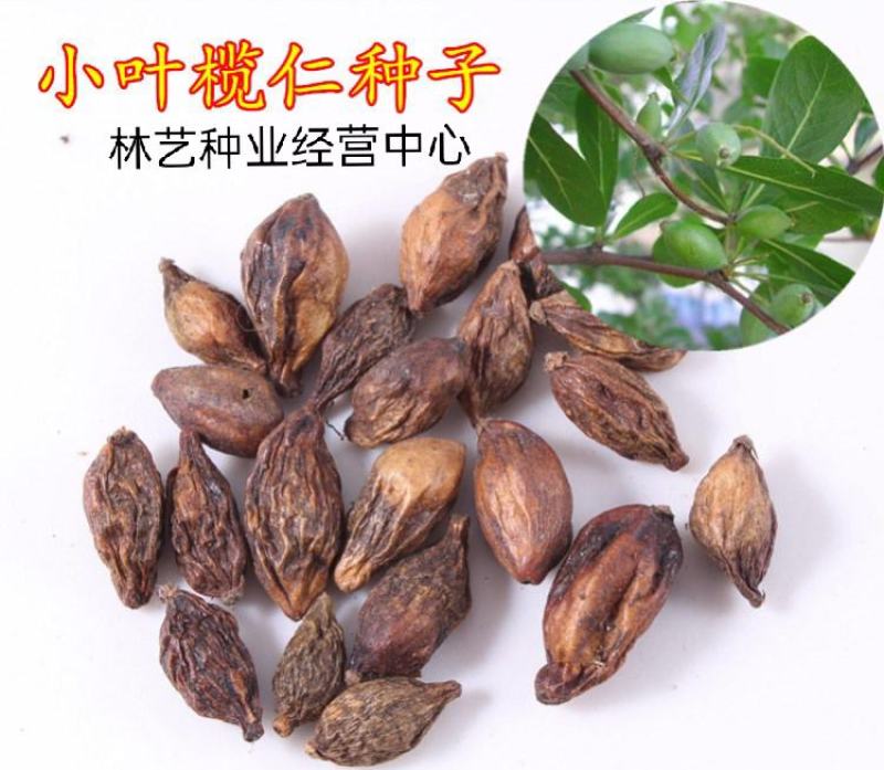 新采小叶榄仁种子细叶榄仁种子非洲榄仁种植林木行道树种子