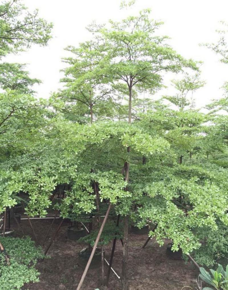 新采小叶榄仁种子细叶榄仁种子非洲榄仁种植林木行道树种子