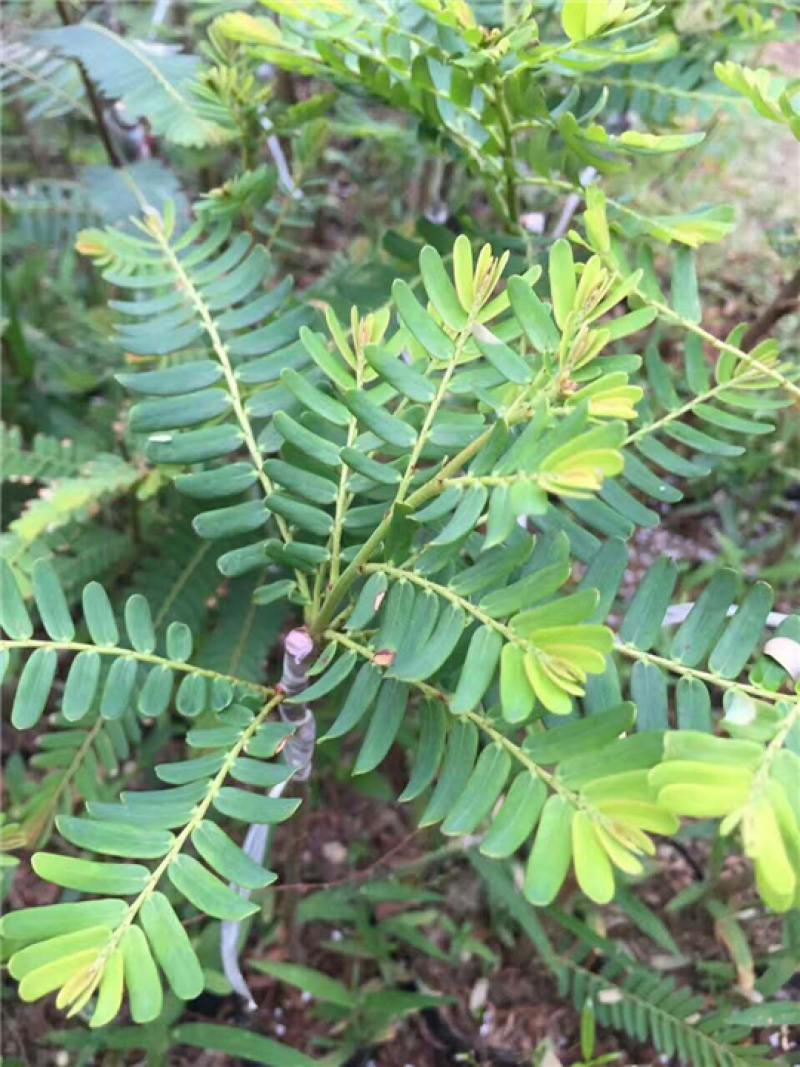 新采小叶榄仁种子细叶榄仁种子非洲榄仁种植林木行道树种子