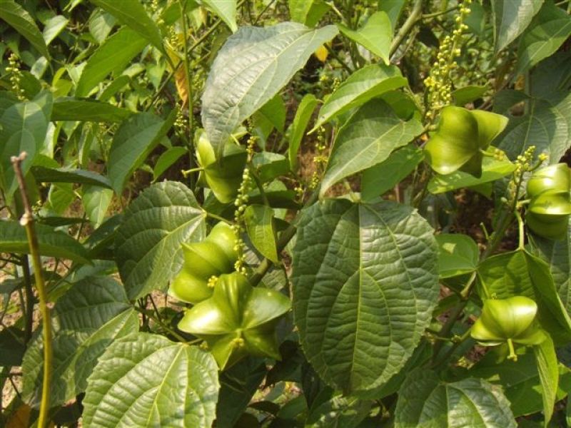 散装印加果种子南美油藤药材星油藤食用保健印奇果印加花生种