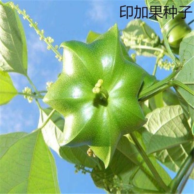 散装印加果种子南美油藤药材星油藤食用保健印奇果印加花生种