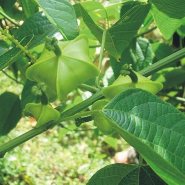 散装印加果种子南美油藤药材星油藤食用保健印奇果印加花生种