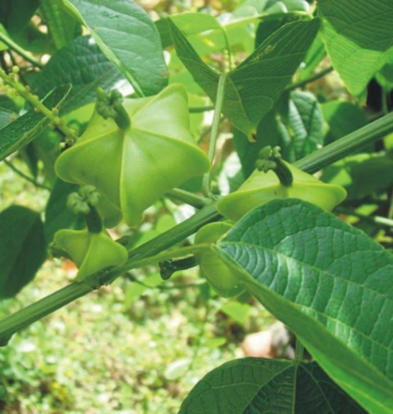散装印加果种子南美油藤药材星油藤食用保健印奇果印加花生种