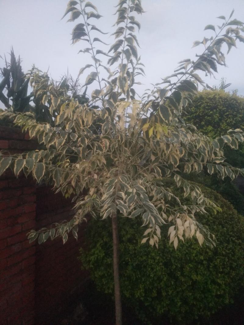 新品种丝棉木，金叶卫矛接穗，花叶卫矛接穗，开始预订。