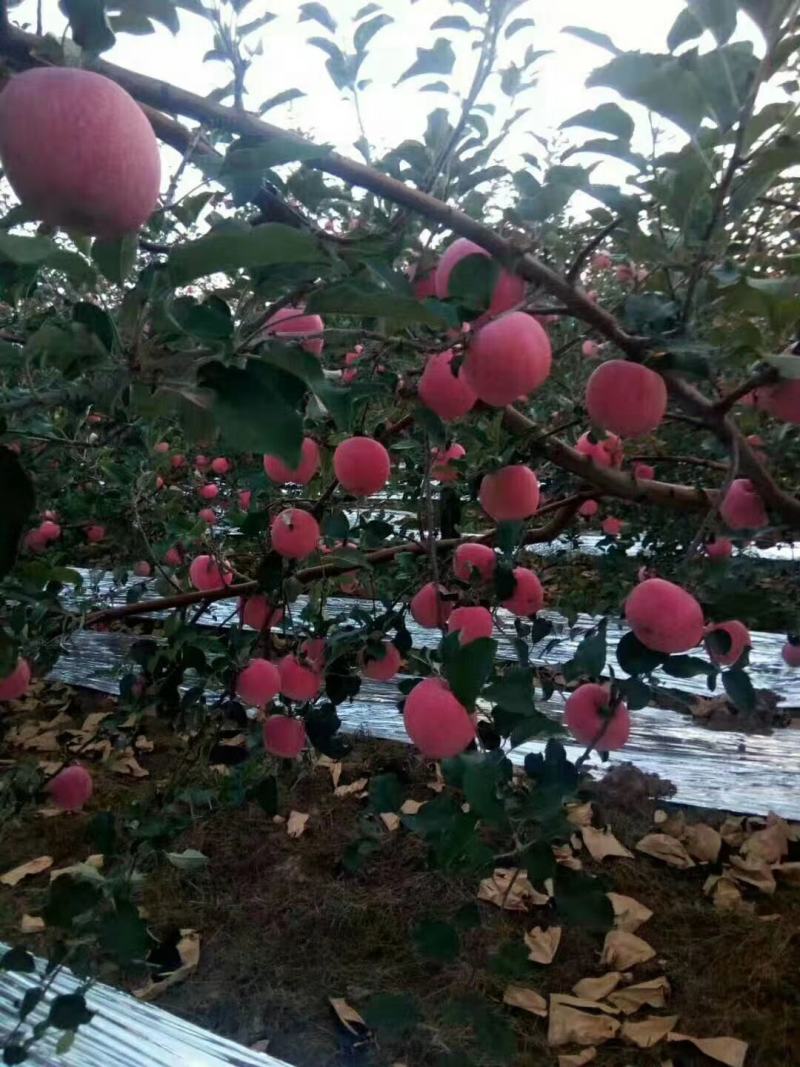 陕西乾县富士苹果大量上市货源充足欢迎联系