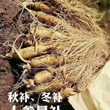 特别推荐，大个头，高年头精品鲜人参，一盒一斤，现挖现卖