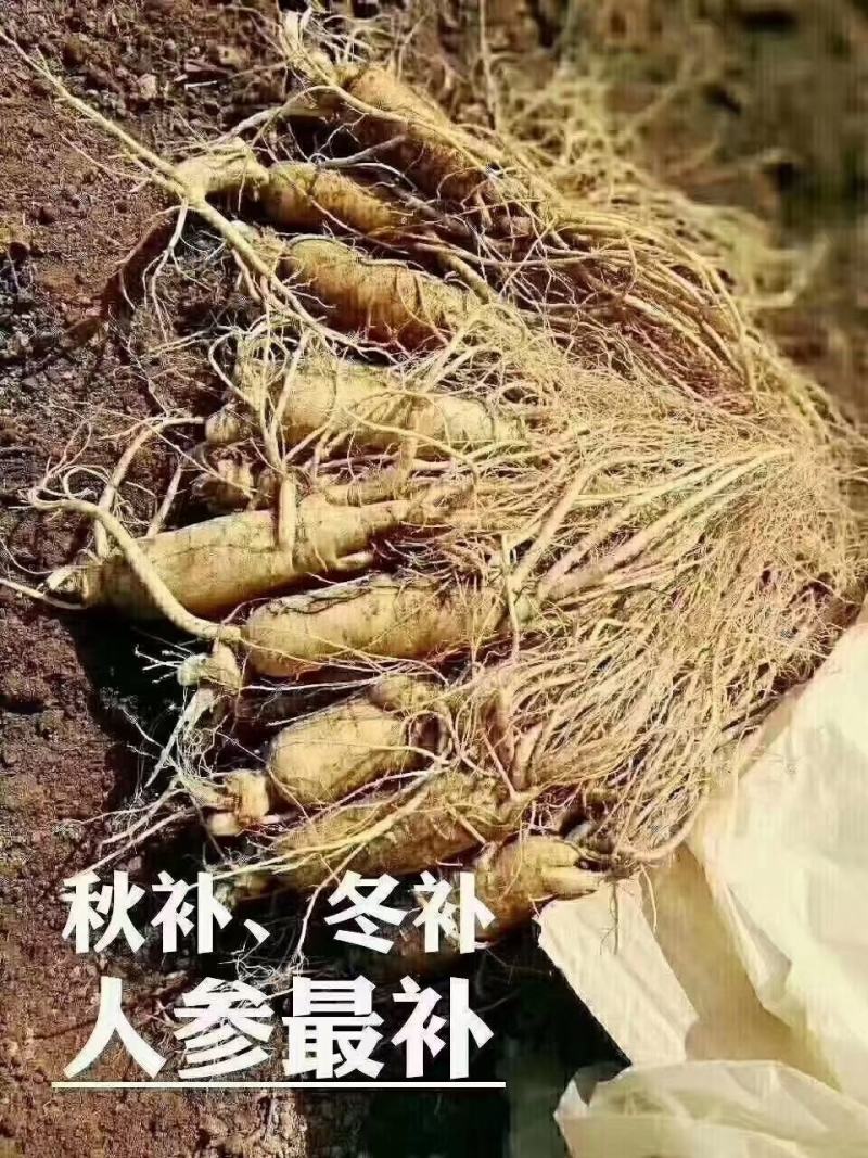 特别推荐，大个头，高年头精品鲜人参，一盒一斤，现挖现卖