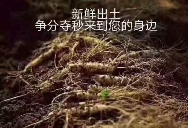 特别推荐，大个头，高年头精品鲜人参，一盒一斤，现挖现卖
