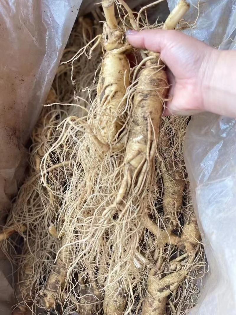 特别推荐，大个头，高年头精品鲜人参，一盒一斤，现挖现卖