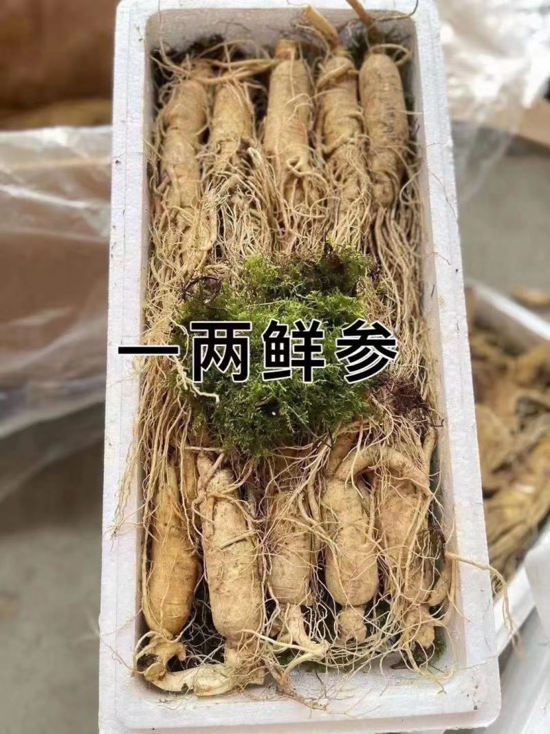 特别推荐，大个头，高年头精品鲜人参，一盒一斤，现挖现卖