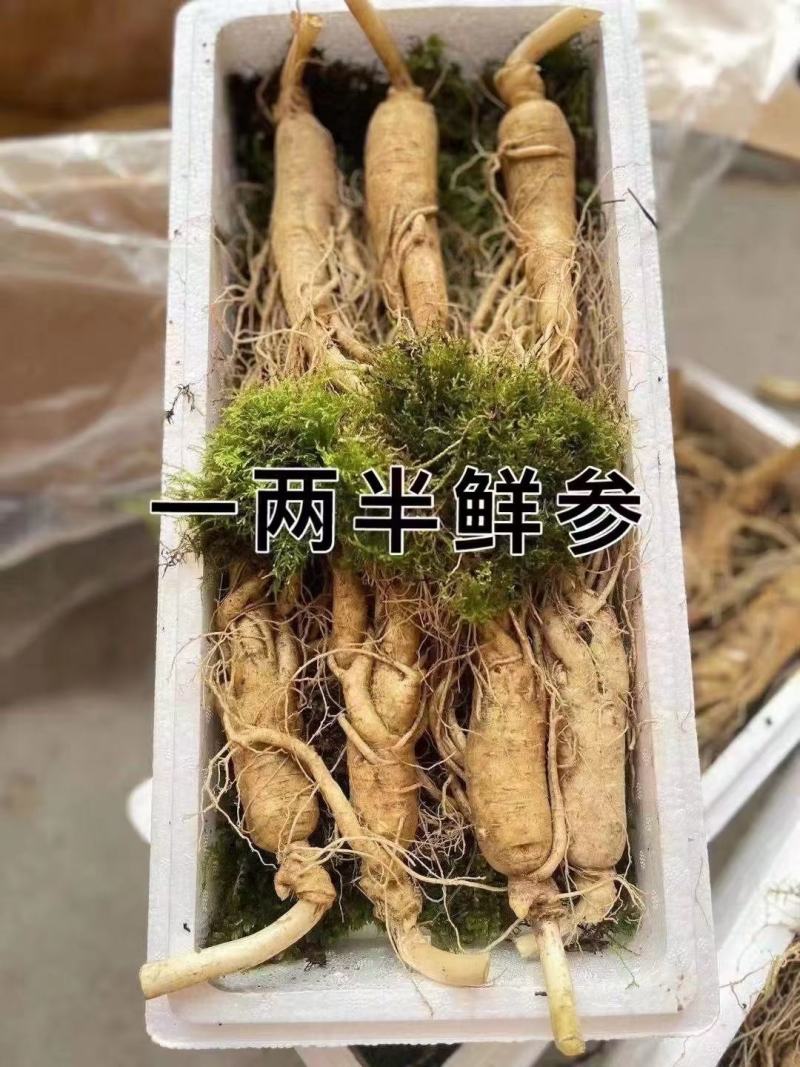 特别推荐，大个头，高年头精品鲜人参，一盒一斤，现挖现卖