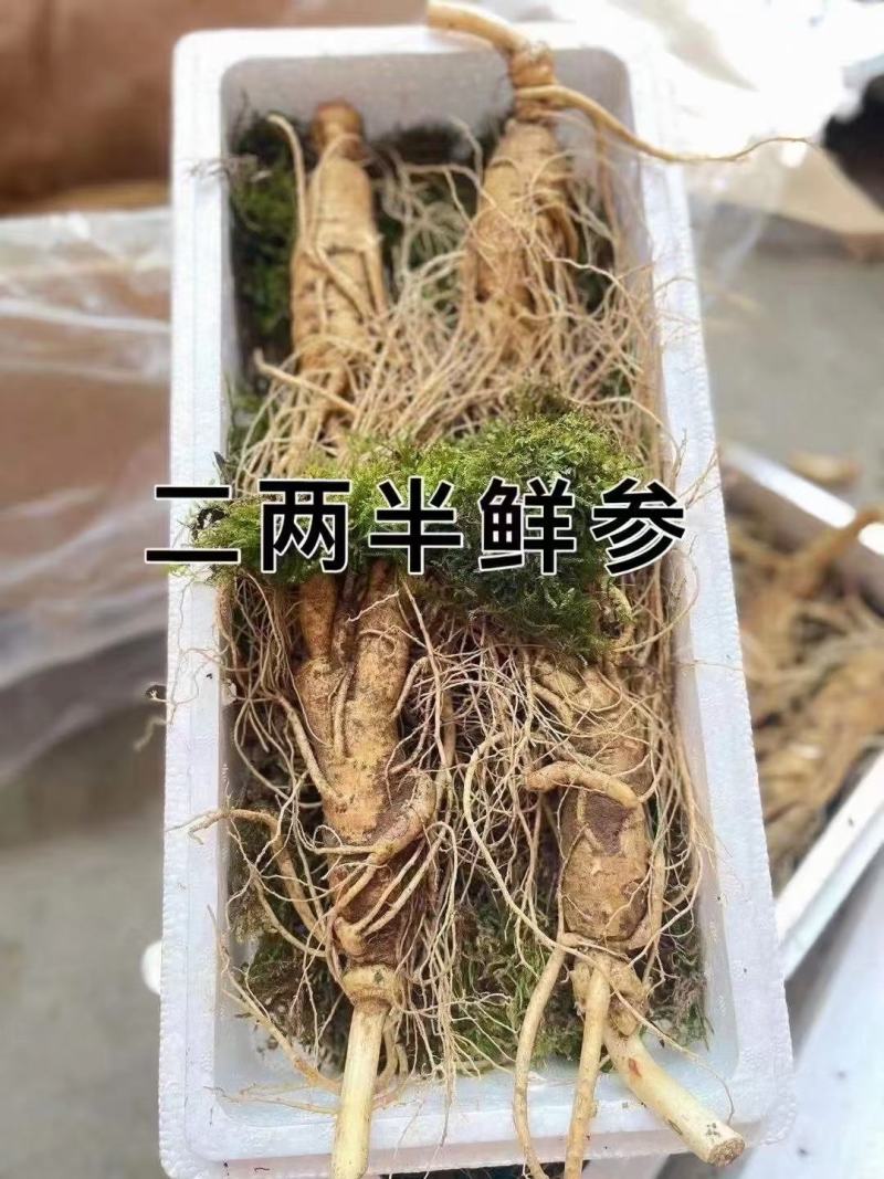 特别推荐，大个头，高年头精品鲜人参，一盒一斤，现挖现卖