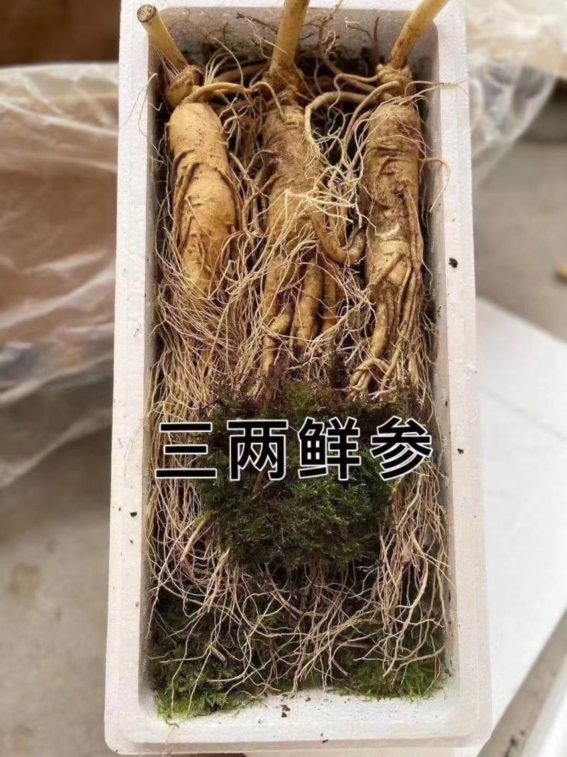特别推荐，大个头，高年头精品鲜人参，一盒一斤，现挖现卖