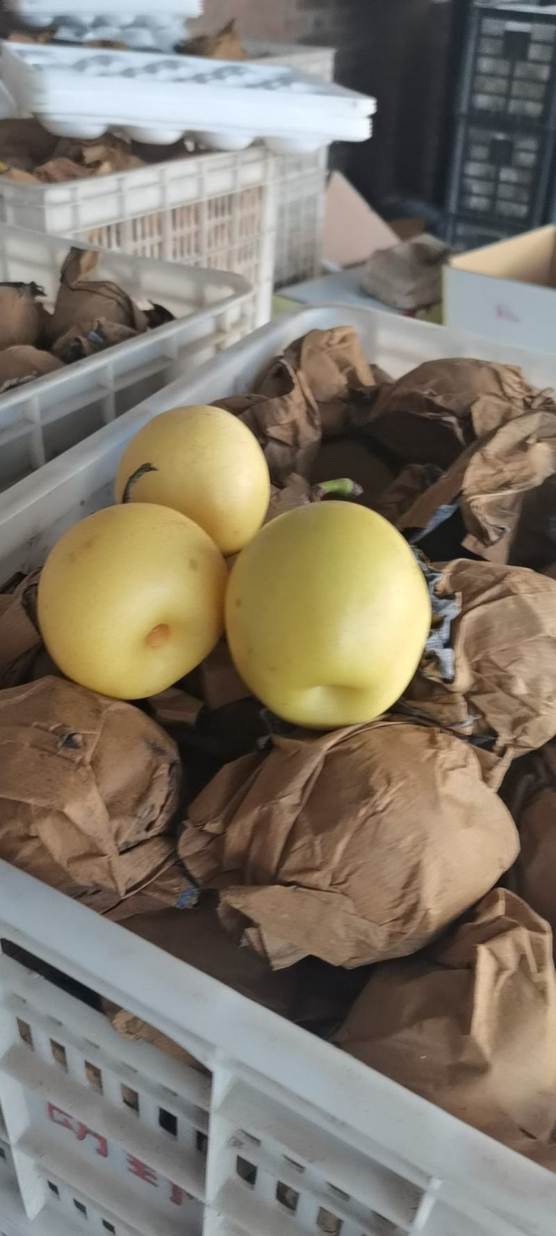 皇冠梨精品一级，二级，，次果，带袋的小皇冠