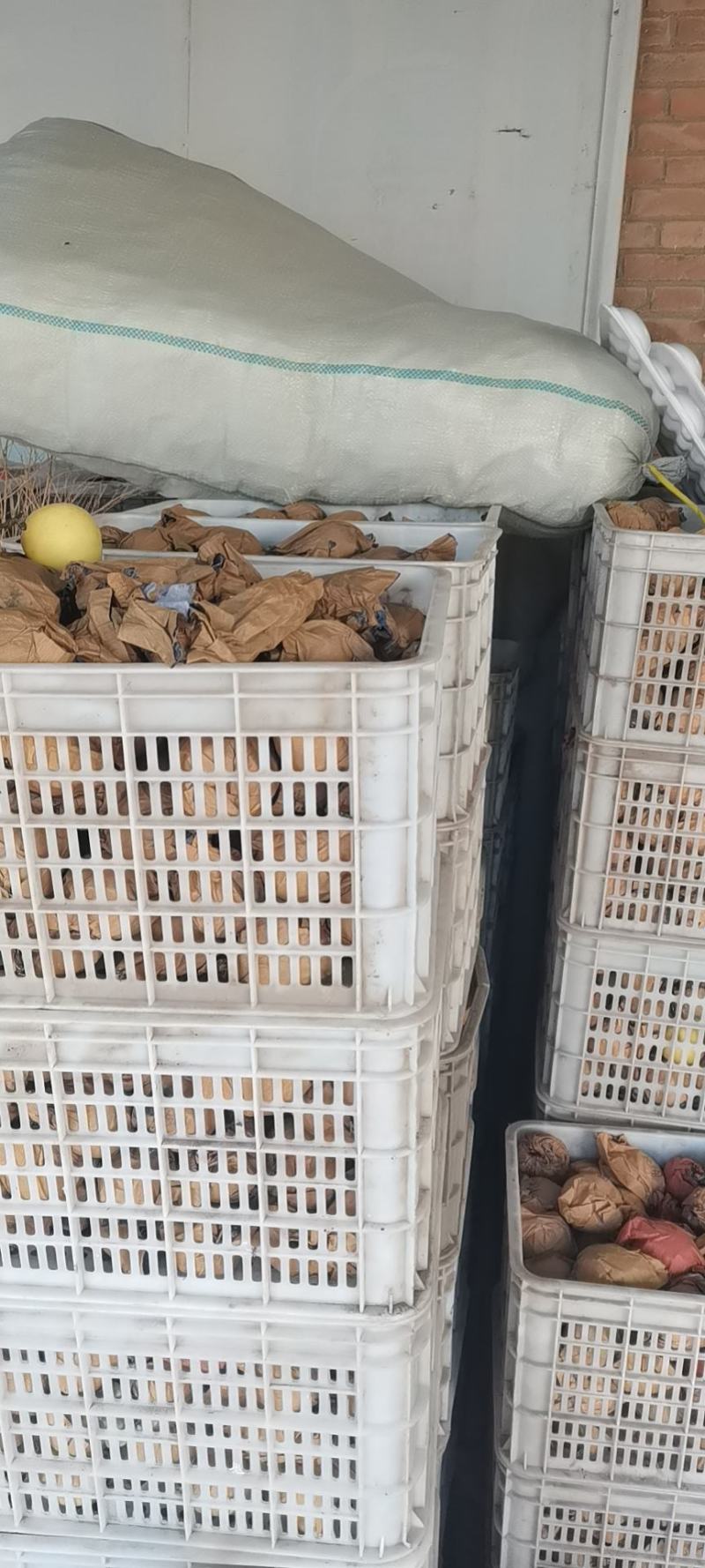 皇冠梨精品一级，二级，，次果，带袋的小皇冠