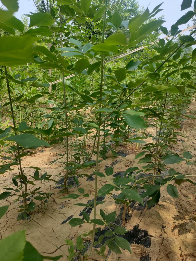 白蜡树，白蜡，价格低，量大一手货源，白蜡基地直供，成活好