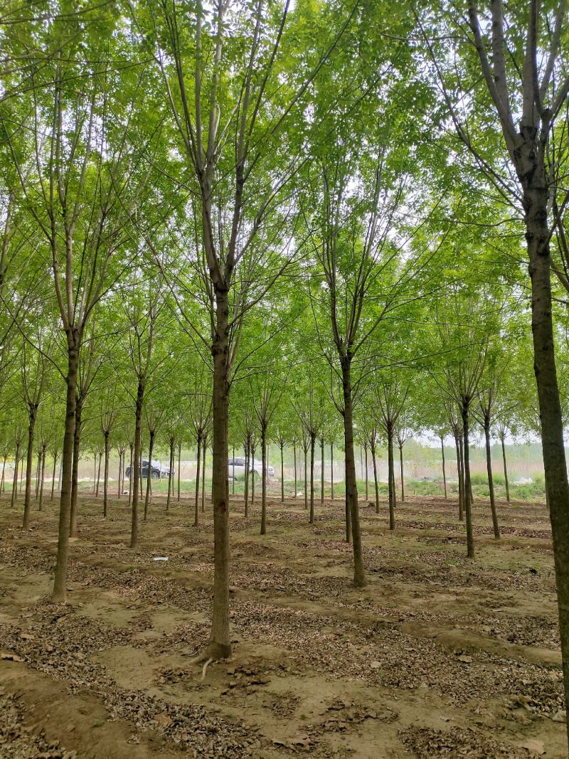 白蜡树，白蜡，价格低，量大一手货源，白蜡基地直供，成活好