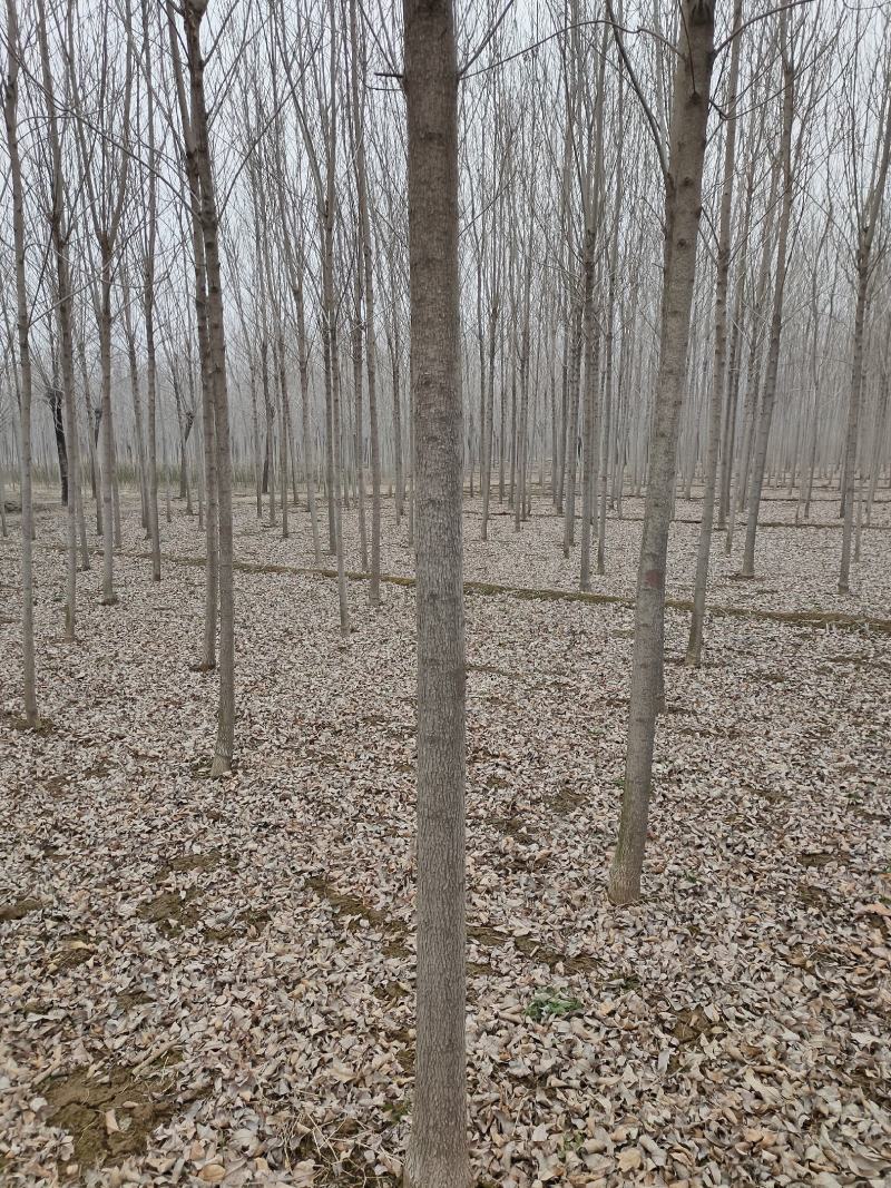 白蜡树，白蜡，价格低，量大一手货源，白蜡基地直供，成活好