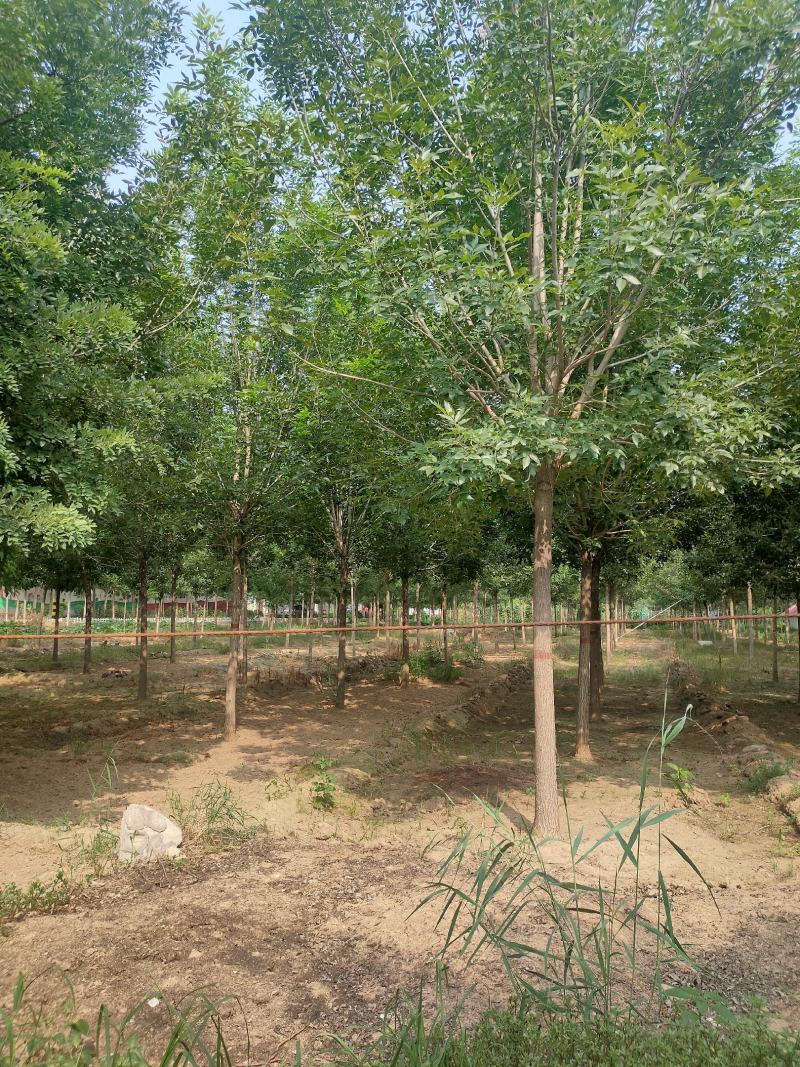 白蜡树，白蜡，价格低，量大一手货源，白蜡基地直供，成活好