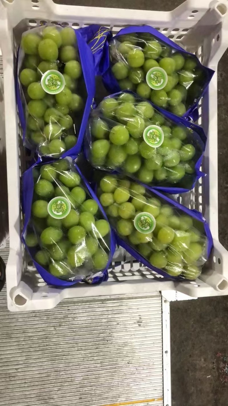 陕西阳光玫瑰葡萄产地直发，冷库精品阳光玫瑰价格，口感甜