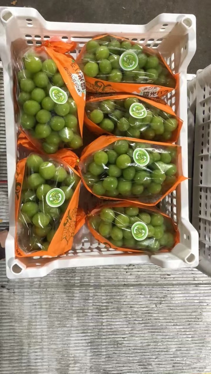 陕西阳光玫瑰葡萄产地直发，冷库精品阳光玫瑰价格，口感甜