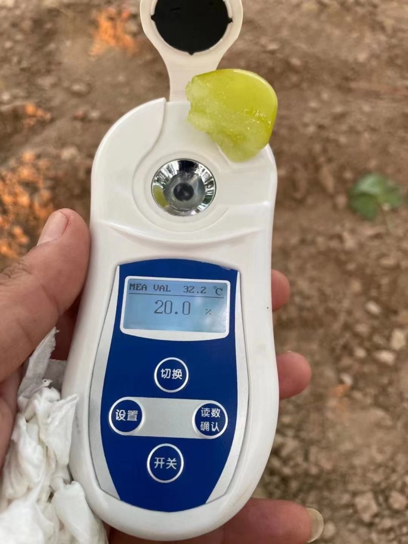 陕西阳光玫瑰葡萄产地直发，冷库精品阳光玫瑰价格，口感甜