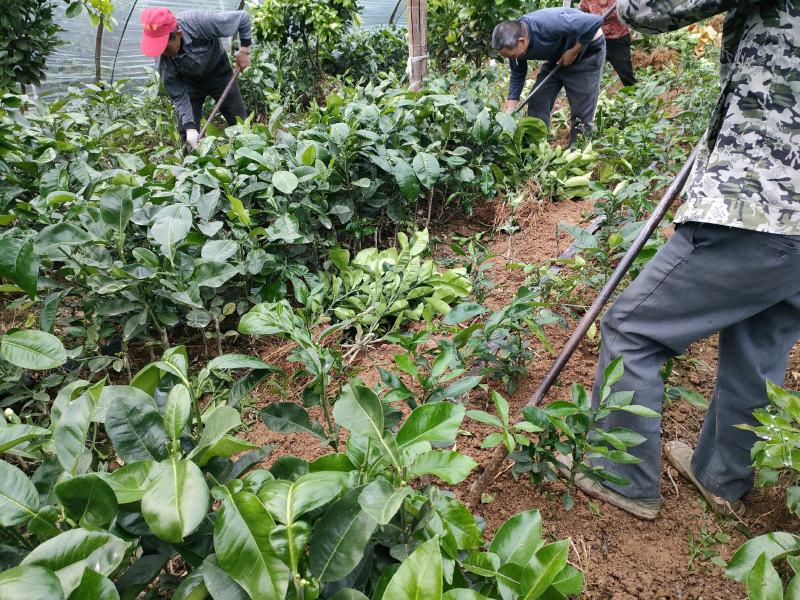 正宗泰国红宝石青柚苗.青柚苗批发.质量保证基地直供