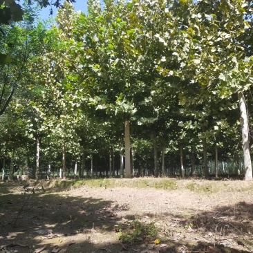 法桐，20公分