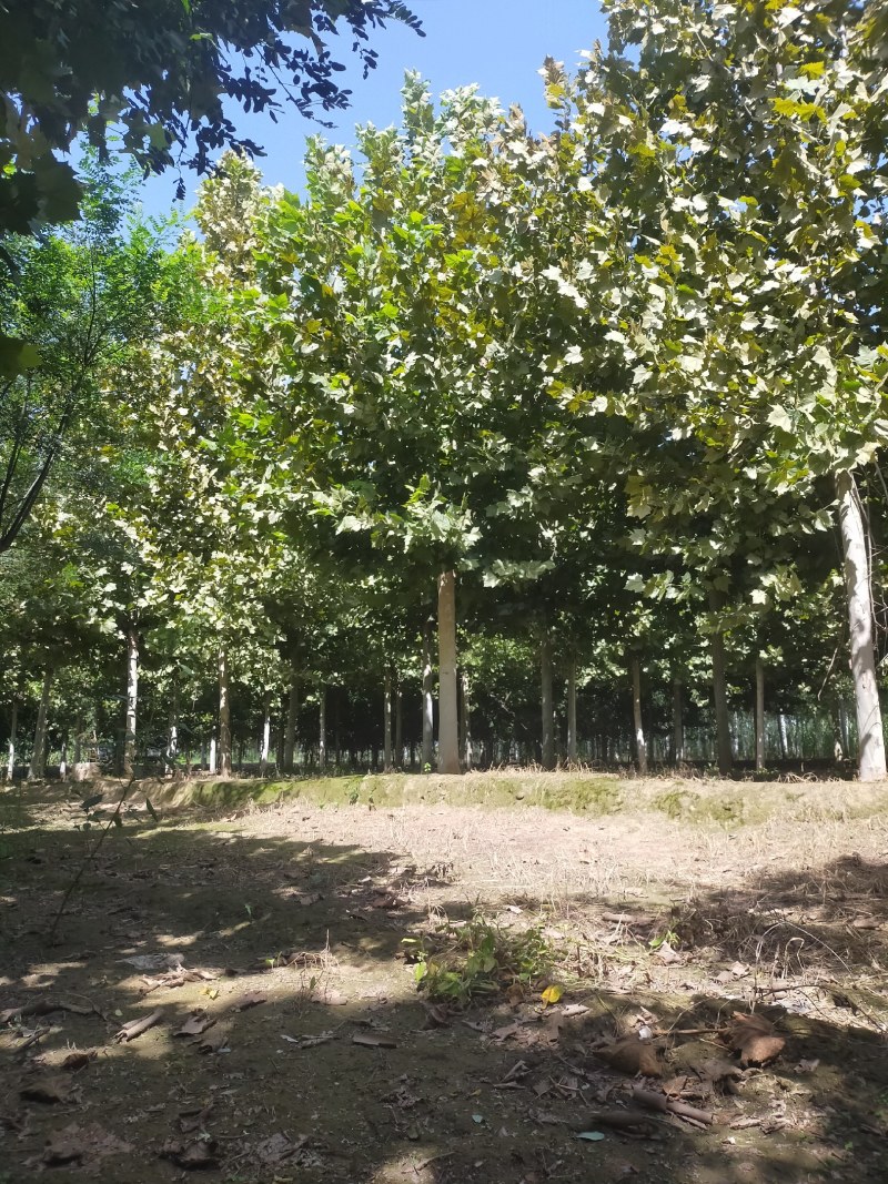 法桐，20公分