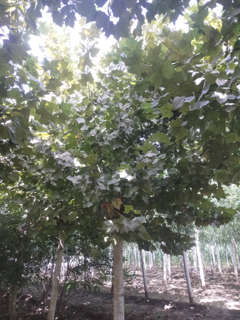法桐，20公分