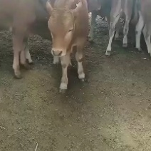 广西鲁西黄牛广西黄牛价格黄牛养殖场鲁西黄牛繁育基地