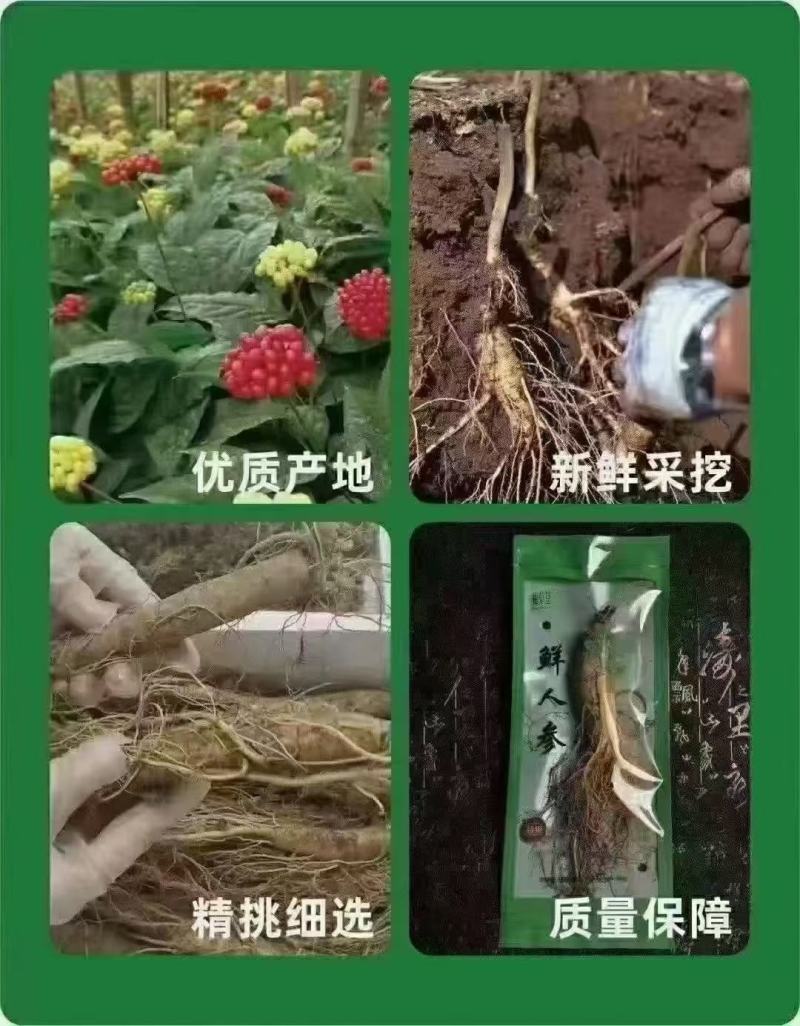 长白山野生人参